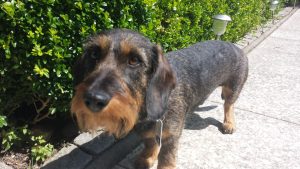 2025-06-08_6844efcda439f_20843830_1597490996983861_5763149433176850432_n_1569164033149891