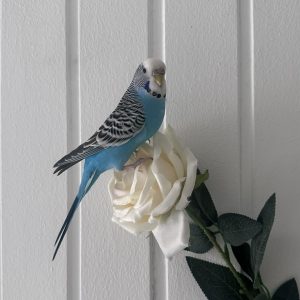 2025-06-16_6850344ca4e07_IMG_2519