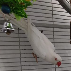 20.07.2025 Papużka falista