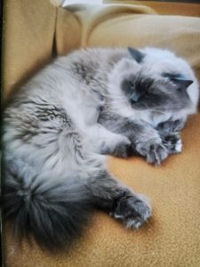 2025-07-15_6876590e434c4_IMG-20250712-WA0008