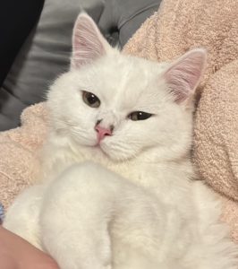 2025-07-30_6889e0fedff0f_IMG_8054