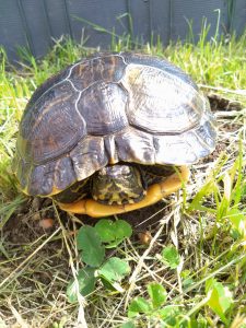 Wasserschildkröte Schiggy