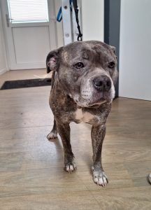 Fundhund Stella vom 17.08.2025