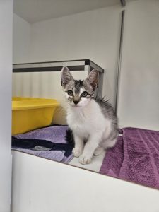 Lyra
