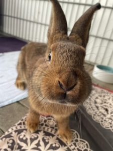 Flavius