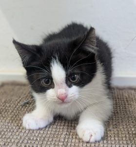 Naomi-Kitten