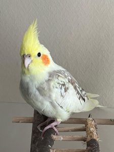 2025-10-29_6902627f0b304_IMG-20251029-WA0016