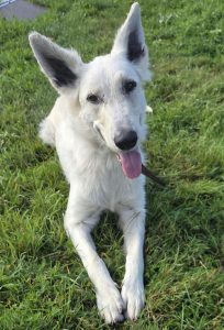 Jenna-weißer Schäfi