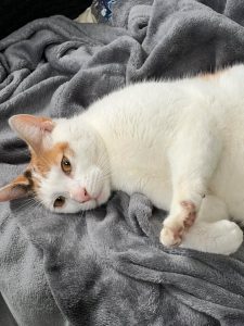 Tricolor Meidestrasse