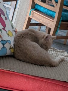 2025-11-04_690a3cf318ca1_IMG-20251025-WA0009