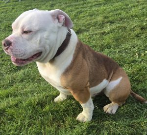 Приятель (собака)