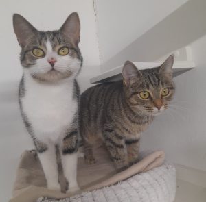 Серена і Венера