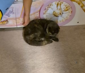 2025-12-04_6931ac4e6965c_IMG-20241229-WA00161