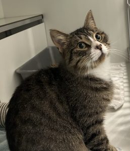 Швидкий кіт