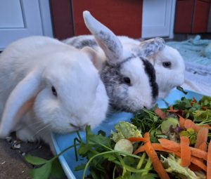 Neele, Naomi und Seth