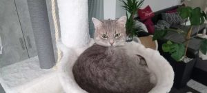 2026-01-16_696a2dfad84d1_Katze