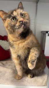 CjYKMlNuYXBjaGF0LzEzLjc1LjAuNDcgKGlQaG9uZTE0LDU7IGlPUyAxOC42LjI7IGd6aXApIAI=