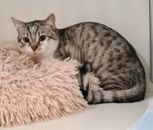 d1c1b456-744b-4cc9-b06a-5afeaedab00b