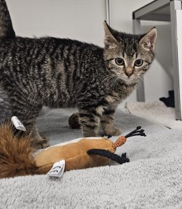 f3d700f8-d102-47fd-94b9-d7b6cd10e4ab