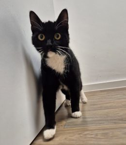 fundkatze 31.12.2025