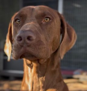 Пол Доберманн