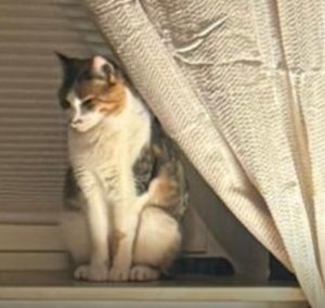 2026-03-27_69c65937d3568_19046abd-fa5e-4ce8-8971-e706ebe3b3cd