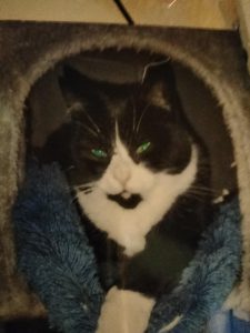 2026-03-28_69c78013dfc9f_Messenger_creation_B79062C0-2E67-4D2D-928B-D335587B8C48