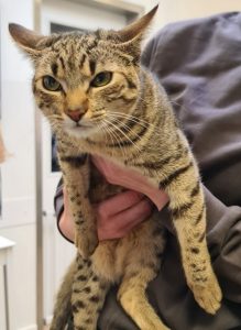 Fundkatze 17.03.2026