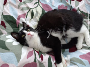 2026-04-14_69de01cab7bfb_Screenshot_20260413-113852