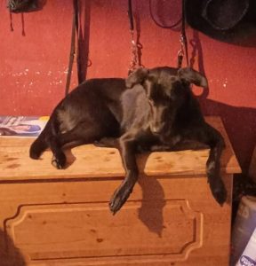 2026-04-17_69e202881eddc_fienchen