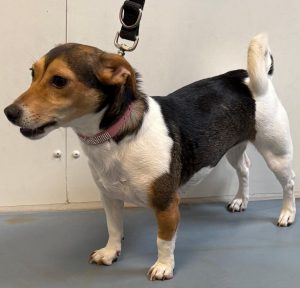 Fundhund vom 11.04.2026