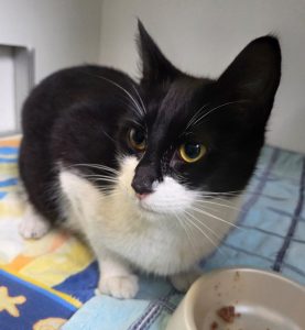 Fundkatze 15.04.2026