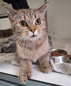 Fundkatze 31.03.2026 Brauntiger