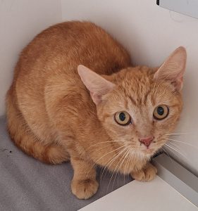 Fundkatze 31.03.2026 rot-weiß