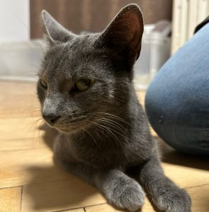 Fundkatze Kitten in Not