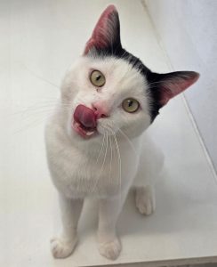 Chico