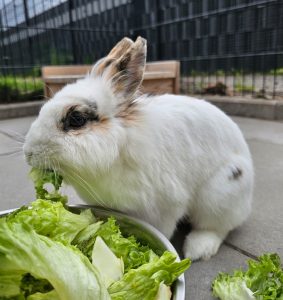 Frieda Kaninchen