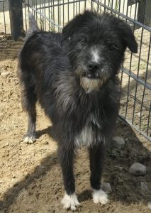 Heidi