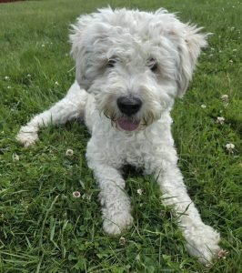 Monty