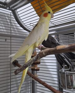 Sanji