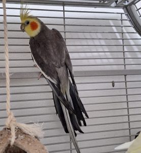 Zorro