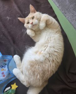 Foto Mücke