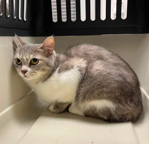 Fundkatze vom 02.07.2026