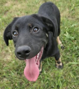Merlin