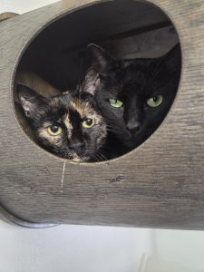Susi und Strolch
