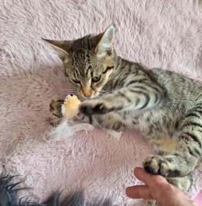 kedi
