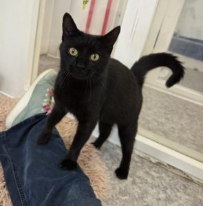 Cora