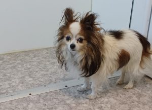 Pico