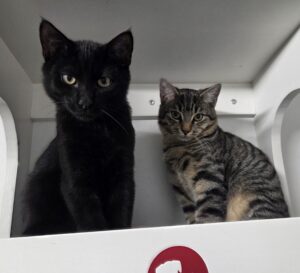 Onni i Kitekat (2)