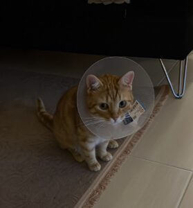 Пасха